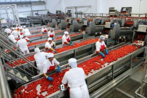L'Italia è tra i primi 3 Paesi al mondo produttori di pomodori da trasformazione 