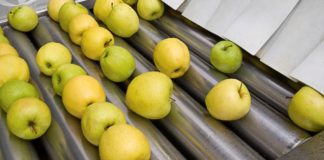 Domanda elevata e prezzi stabili per le mele, presenti sui mercati con buona qualità del prodotto