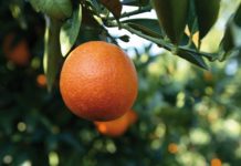 L'arancia rossa ha bisogno di sbalzo termico per sviluppare la pigmentazione