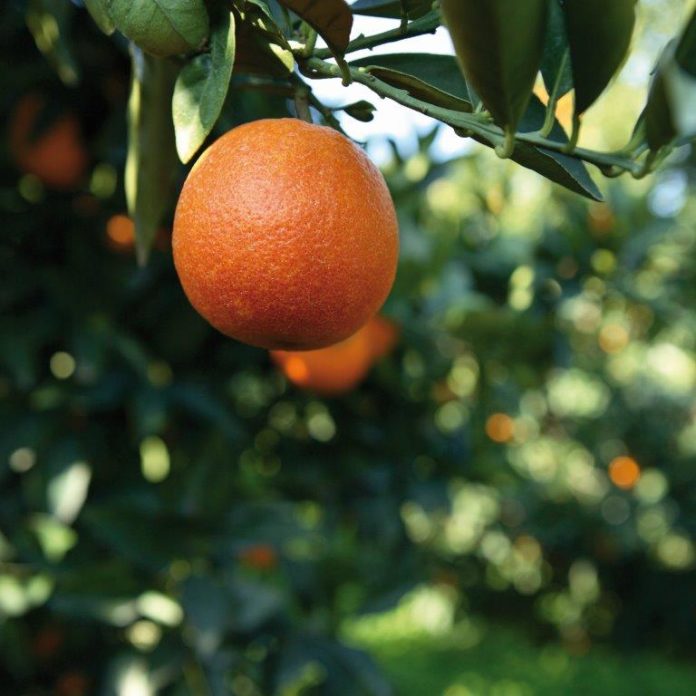L'arancia rossa ha bisogno di sbalzo termico per sviluppare la pigmentazione