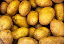 Aumentano i costi dei produzione delle patate