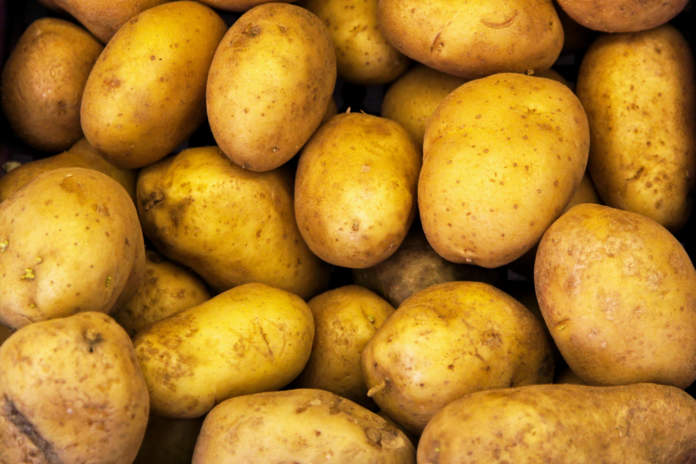 Aumentano i costi dei produzione delle patate