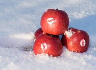Crimson Snow, una mela Club