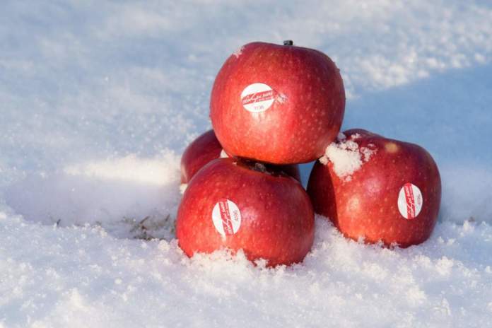 Crimson Snow, una mela Club