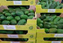 Coltivazioni di avocado sono nate nella zona alle pendici dell'Etna, in Sicilia