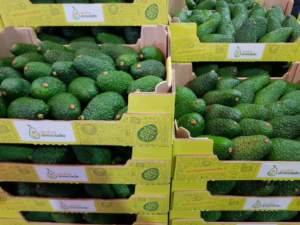 Coltivazioni di avocado sono nate nella zona alle pendici dell'Etna, in Sicilia