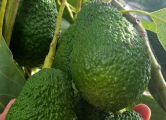 L'avocado è tra i superfood in maggiore crescita: Pam Panorama li propone nelle varietà Hass e Verde