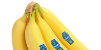 La banana Chiquita, con l'inconfondibile marchio blu, leader di mercato