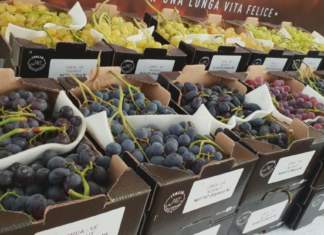 In controtendenza, salgono le quotazioni dell'uva da tavola, soprattutto la varietà Italia