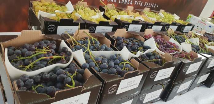 In controtendenza, salgono le quotazioni dell'uva da tavola, soprattutto la varietà Italia