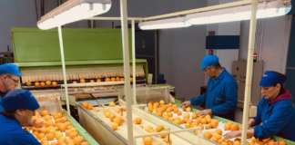 L'esportazione di arance cresce a due cifre nel 2020