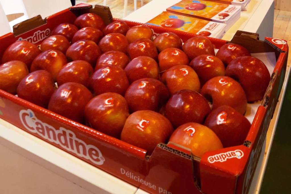Le mele Candine di Apofruit destinate a Taiwan