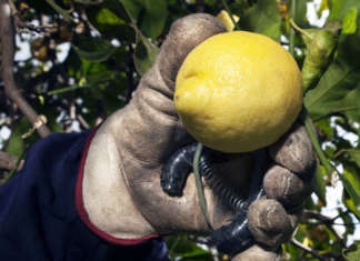 Limone di Siracusa Igp, il marchio di tutela è stato ottenuto nel 2000