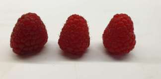 Lamponi, mirtilli, more: BerryWay punta a una fornitura di frutti di bosco per l'Italia per 52 settimane l'anno