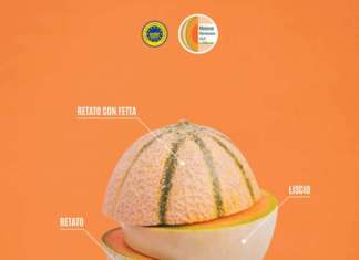 Sono tre le tipologie di Melone Mantovano ammesse nel disciplinare della Igp, melone retato con fetta, il melone retato senza fetta e melone liscio