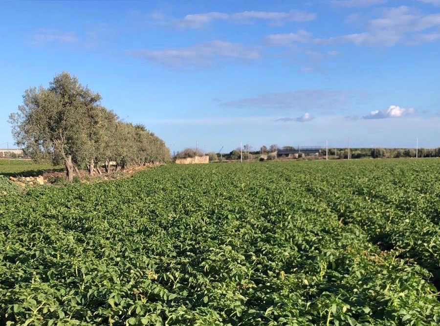 Coltivazione in pieno campo di patate novelle di Sicilia presso Siracusa