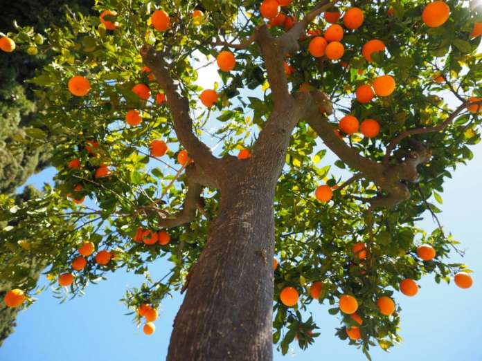 Calano i prezzi delle arance a causa del rialzo delle temperature, che spingono i consumatori all'acquisto di prodotti meno stagionali