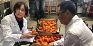 Buoni risultati per l'export di arance