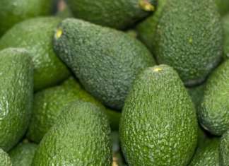 L'avocado conquista fan in tutto il mondo: è presente nel 50% dei menu dei ristoranti americani