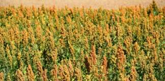 Coltivazioni di quinoa: questo pseudocereale è considerato un superalimento ed è gluten free