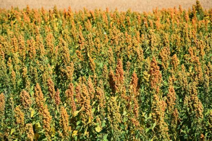 Coltivazioni di quinoa: questo pseudocereale è considerato un superalimento ed è gluten free
