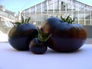Il pomodoro Sun Black prodotto con la collaborazione della Scuola Superiore Sant’Anna di Pisa. Non è ogm, ma è stato ottenuto con incroci tradizionali per avere una colorazione più scura, ricca di antociani 