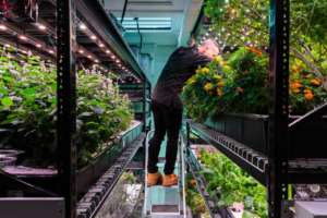 La vertical farming utilizza in modo efficiente e produttivo gli spazi