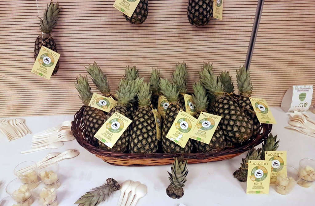 L’ananas Dolcetto biologico della varietà Pan di Zucchero a marchio Alce Nero è prodotto in Togo da una cooperativa di 1300 giovani agricoltori, di cui un terzo donne