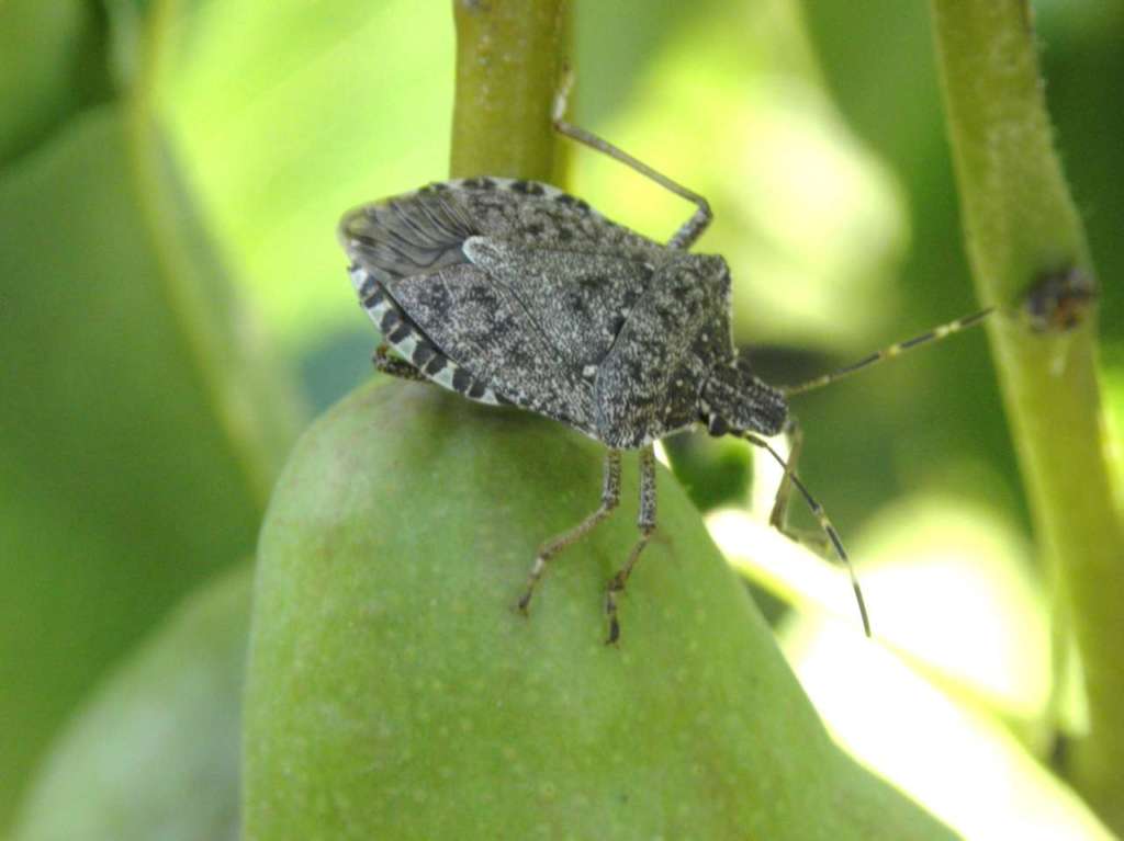 Dal 2012 la cimice asiatica (Halyomorpha halys) causa gravi danni ai frutteti dell'Emilia-Romagna