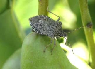 Dal 2012 la cimice asiatica (Halyomorpha halys) causa gravi danni ai frutteti dell'Emilia-Romagna