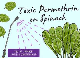 Secondo Ewg, negli Usa gli spinaci, con il kale e le fragole, sono ai primi tre posti nella classifica dei prodotti con maggiori residui di pesticidi . L'avocado risulta invece il prodotto più "clean"