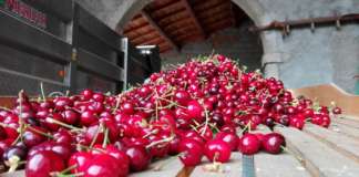 ciliegie mercato italia