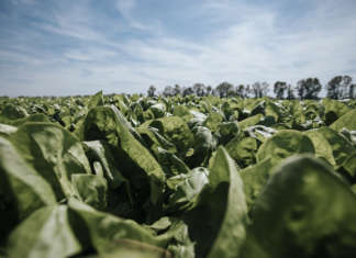 Delle 7 aziende agricole monitorate da Findus per lo studio, tre si trovano nell’Agro Pontino, dove vengono coltivati gli spinaci