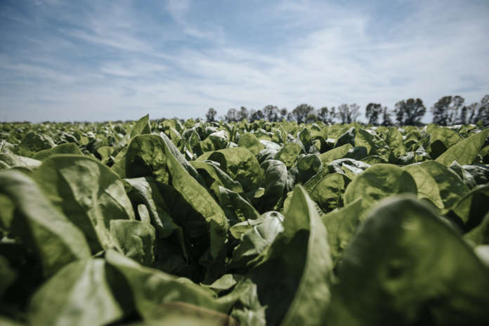 Delle 7 aziende agricole monitorate da Findus per lo studio, tre si trovano nell’Agro Pontino, dove vengono coltivati gli spinaci