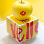Yello è la mela club, di varietà Shinano Gold, commercializzata in esclusiva dai Consorzi VOG e VI.P. Per la prossima raccolta è previsto un aumento della produzione
