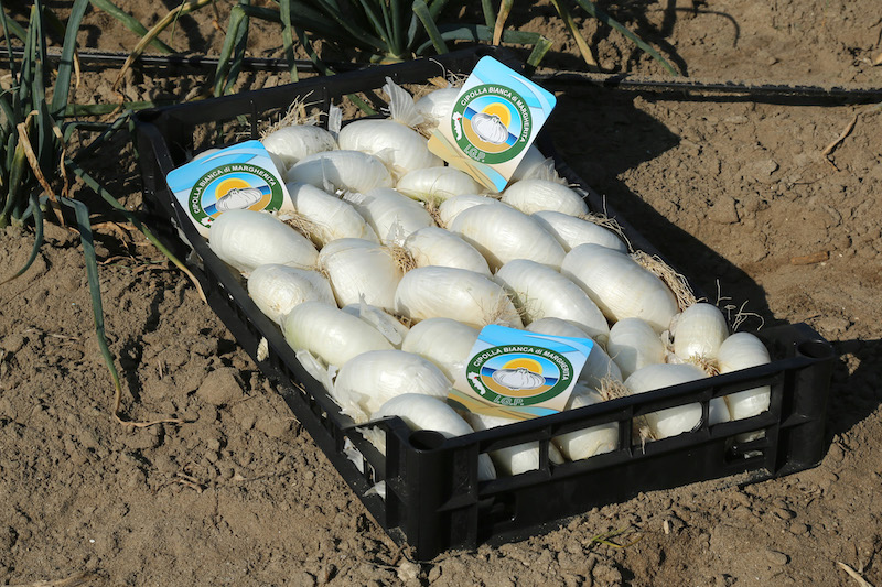 La Cipolla Bianca di Margherita Igp viene prodotta non nel terreno, come di consueto accade, ma nelle sabbie del Mar Adriatico, a sud del Gargano, in Puglia