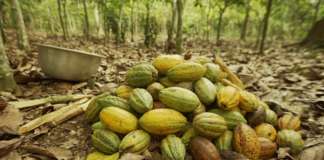 Mondelēz investe nella filiera del cacao, allargando il programma sostenibile Cocoa Life ad altri brand