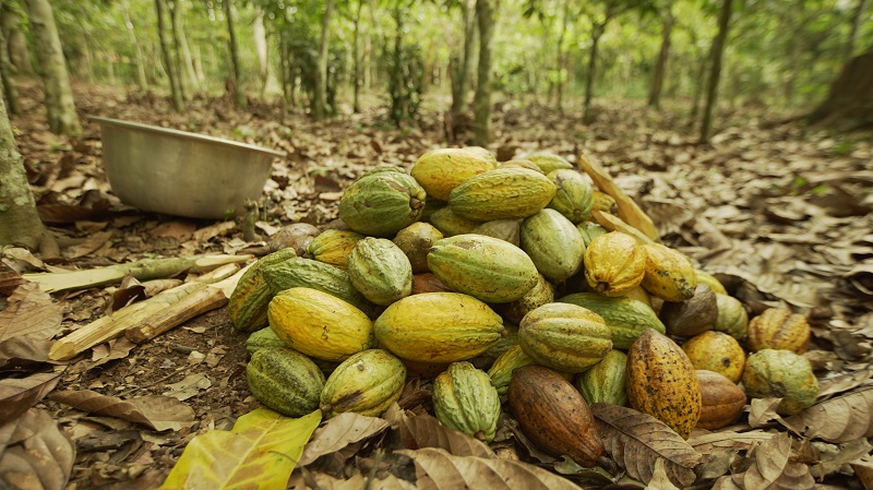 Mondelēz investe nella filiera del cacao, allargando il programma sostenibile Cocoa Life ad altri brand