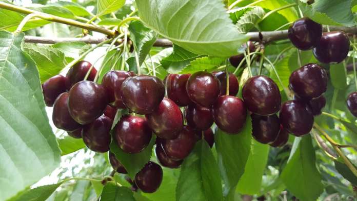 È iniziata la raccolta delle ciliegie in Trentino: le loro quotazioni al primo luglio sono in aumento