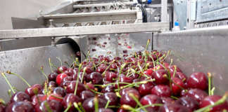 Sono in aumento i prezzi delle ciliegie, già elevati: sul mercato è presenta la produzione trentina ma anche molto prodotto spagnolo