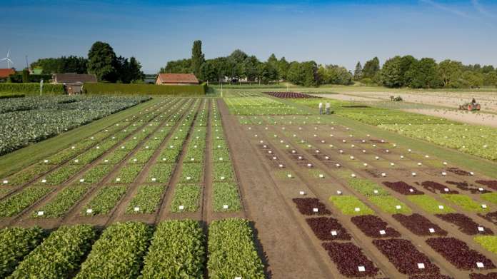 Nei campi dimostrativi di Fijnaart, in Olanda, Rijk Zwaan coltiva 700 innovative varietà