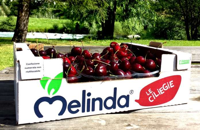 Le ciliegie prodotte dal Consorzio Melinda si annunciano di grande qualità