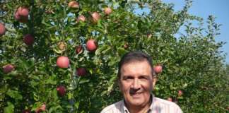 Gianmauro Bergamini, presidente del Consorzio MelaPiù, la mela Fiji di Ferrara