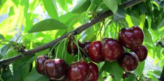 Royal Helen, originaria della California, è una varietà tardiva di ciliegia. Ha gusto dolce e aromatico ed è croccante
