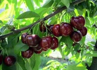 Royal Helen, originaria della California, è una varietà tardiva di ciliegia. Ha gusto dolce e aromatico ed è croccante
