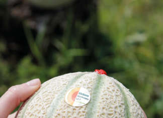 Il Melone Mantovano Igp: il maltempo degli ultimi giorni, con pioggia e basse temperature, ha rallentato l’arrivo del prodotto sui mercati
