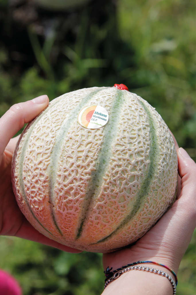 Il Melone Mantovano Igp: il maltempo degli ultimi giorni, con pioggia e basse temperature, ha rallentato l’arrivo del prodotto sui mercati
