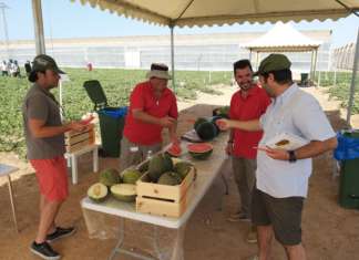 Il melone Santa Claus è stato presentato al Business Event For Experts su meloni e cocomeri. L'evento è stato organizzato da Nunhems nel suo campo sperimentale a La Palma (Cartagena)