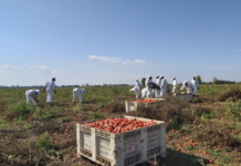 Lavoratori stranieri nei campi di pomodoro