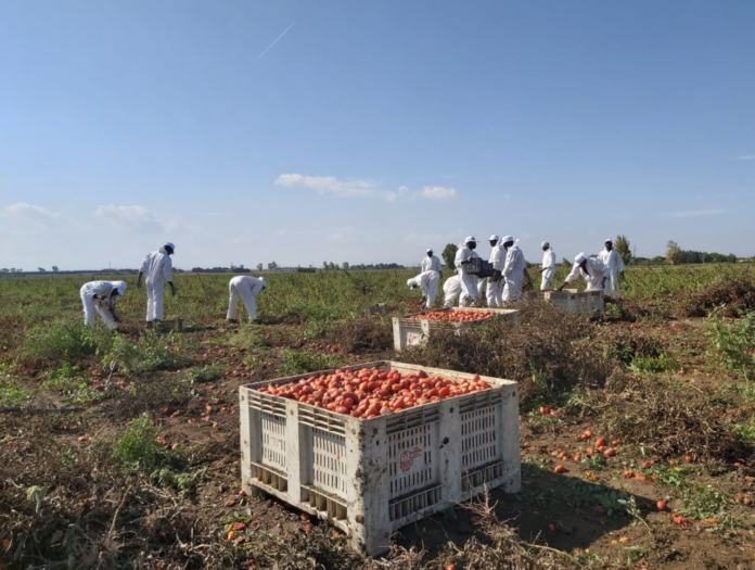 Lavoratori stranieri nei campi di pomodoro
